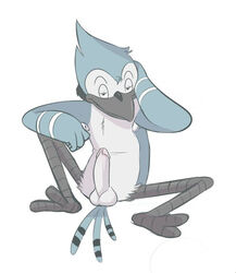 avian balls bird blue_jay erection male male_only mordecai penis regular_show solo tenderule34