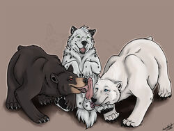 balls bear bedroom_eyes black_bear blue_eyes chubby claws erection female feral fur hair hindpaw krimzen_redwing licking male mammal open_mouth oral paws penis plain_background polar_bear size_difference smile spots toe_claws toes tongue tongue_out urso white_fur