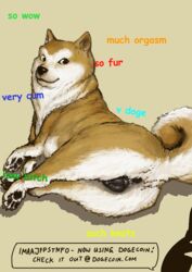 anatomically_correct anus canine doge imaajfpstnfo looking_at_viewer mammal meme pussy