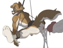 5_toes anthro anus athletic ball_gag bdsm belt blindfold bodily_fluids bondage bound brown_body canid canine canis collar cuff_(restraint) cum cum_drip cum_strand disembodied_penis domestic_dog dripping feet flaccid foreskin gag gay genital_fluids genitals halter harness_ball_gag harness_gag humanoid_genitalia humanoid_penis leg_split male mammal nude penis puffy_anus questionable_consent rear_view restraints retracted_foreskin simple_background solo suspension suspension_bondage three-quarter_view toes vein veiny_penis white_background wuxbbq