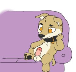 anthro balls canine collar erection family_guy furry male male_only mammal penis sofa solo vinny_griffin