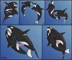 2009 anatomically_correct cetacean comic cum dolorcin duo erection female feral male marine orca penetration penis pussy straight tapering_penis underwater vaginal_penetration vaginal_penetration water whale