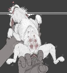 absurd_res anatomically_correct animal_genitalia animal_pussy bichon bodily_fluids canid canine canine_genitalia canine_pussy canis deep_fingering domestic_dog dripping ejaculation female feral feral_penetrated finger_fuck fingering furvilous genital_fluids genitals hi_res mammal multi_nipple nipples orgasm pussy pussy_ejaculation shaking_orgasm size_difference small_(disambiguation) solo_focus stomach_bulge stretched_pussy tongue tongue_out toy_dog vaginal_fluids vaginal_penetration wet zoophilia