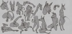 absurd_res anatomically_correct animal_genitalia animal_penis anthro anus asinus balls big_flare bodily_fluids donkey equid equine equine_genitalia equine_penis erection flared_penis genital_fluids genitals halari_donkey hi_res kneeling male mammal masturbation namek_(mulefoot) partially_flared penis presenting technesaurus unflared urine
