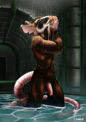 anthro balls flaccid fur furry male male_only master_splinter penis rat reiser rodent shower solo splinter teenage_mutant_ninja_turtles wet wet_fur