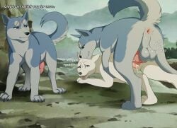 akita akita_inu animal_genitalia animal_penis animal_pussy anus canid canine canine_genitalia canine_penis canine_pussy canis domestic_dog female feral genitals gin_(ginga) ginga_(series) group hi_res hive43 kishu_inu knot male male/female mammal penis pussy sakura_(ginga) spitz trio