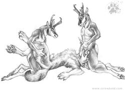 anthro blotch canine coyote fur furry interspecies kneeling male male_only mammal monochrome multiple_males nude penis pronghorn sex side_view tagme yaoi