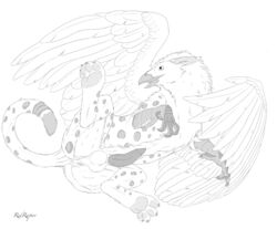 anus avian balls barbs beak feathers feline fur grave_gryphon gryphon mammal monochrome paws penis raven_(bird) redraptor16 spread_legs spreading talons white_jaguar wings