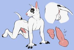 all_fours animal_genitalia anthro anus ass backsack balls bigger_version_at_the_source black_spots blue_background brown_eyes bull_terrier canine canine_penis erection fur heart incorgnito knot looking_at_viewer male male_only mammal model_sheet nude penis pink_nose pink_penis plain_background pose raised_tail solo spots whiskers white_fur