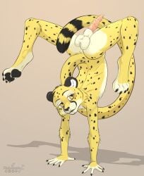 animal_genitalia animal_penis anthro balls black_ears cheetah felid feline feline_genitalia feline_penis fur genitals hi_res male mammal markings on_hands penile_spines penis saggy_balls sean_(acidonix) sheath slim solo spots spotted_body spread_legs spreading upside_down xleb0rezka yellow_body yellow_eyes yellow_fur