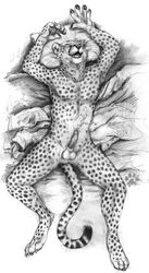 anthro armpits balls barbs bed black_nose blotch cheetah claws closed_eyes cum cumshot digitigrade erection feline feline_penis furry furry_only hands-free hands_above_head lying male male_only mammal monochrome nude on_back open_mouth orgasm penis pillow plain_background sharp_teeth sketch solo teeth toe_claws whiskers white_background