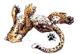 blotch feline feral flaccid furry furry_only leopard lying male male_only mammal on_back penis sheath solo