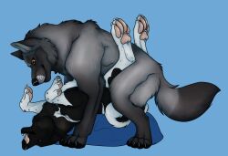 absurd_res ambiguous_gender ambiguous_penetrated between_legs black_body black_fur black_nose black_pawpads blue_background brown_eyes canid canine crenchaw_(crenchaw_wolf) duo fangs feral feral_on_feral feral_penetrated feral_penetrating feral_penetrating_feral fur grey_body grey_fur hi_res killthe_demon looking_pleasured lying male male/ambiguous male_penetrating male_penetrating_ambiguous mammal obscured_penetration on_back open_mouth orange_eyes pawpads penetration pink_pawpads sex side_view simple_background teeth tongue tongue_out white_body white_fur