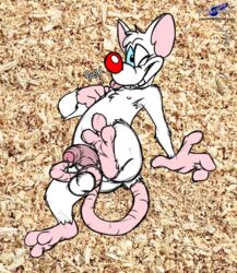 1boy anthro ass edit flaccid furry hindpaw lancer_buck_(colorist) male male_only mammal mouse nipple_play nipples nude one_eye_closed paws penis pinky pinky_and_the_brain precum raised_leg rodent sketch solo tail_play testicles tongue tongue_out uncut wink wolfblade