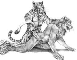 all_fours anal anthro balls barbs blotch doggy_style feline from_behind furry furry_only gay lion male mammal open_mouth penis sex sharp_teeth teeth tiger