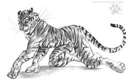 anthro blotch feline fur furry male male_only mammal solo tiger