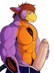 abs anthro arm_hair armpit_hair avian beak biceps big_penis binturongboy body_hair brown_hair bulge chest_hair clothing ears_back hair hairy humanoid_penis looking_back male male_only masturbation muscles orange_belly orange_skin pecs penis plain_background precum pubes purple_body purple_skin shorts smile solo standing topless uncut white_background