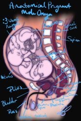 male_pregnancy mpreg pregnant pregnant_male tagme x-ray