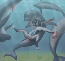 2014 anal anal_sex animal_genitalia anthro anthro_on_feral anus balls blue_penis canine canine_penis cetacean cum cum_in_ass cum_inside dolphin feral from_behind furry furry_only gay genital_slit handjob interspecies knot koba male mammal marine nude penetration penis sex slit tapering_penis underwater water zoophilia