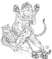 anthro balls blotch clawing feline fur furry furry_only greyscale hindpaw legs_up leopard lying male male_only mammal monochrome multiple_males no_humans nude on_back pawpads paws tiger whiskers yaoi