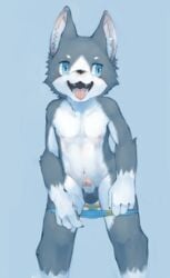 1boy 2014 4_fingers anthro balls black_nose blue_background blue_eyes canine erection fur furry kemoisumi male male_only mammal nipples open_mouth penis plain_background solo teeth tongue underwear