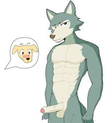 abs absurd_res anthro balls beastars bird_dog blush canid canine canis clothing domestic_dog duo erection foreskin genitals hair hi_res hunting_dog jack_(beastars) labrador legoshi_(beastars) looking_at_viewer male male/male mammal penis retriever shocked simple_background speech_bubble twotoo underwear white_background wolf