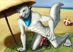 1boy abs albino anthro canine canine_penis feet fur furry furry_only knot male male_only mammal neckerchief paws penis plantigrade rezzy scarf shane short solo testicles toes veins veiny_penis wolf