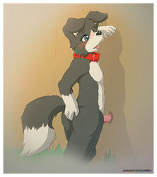 anthro ass blue_eyes blush canine collar glory_hole male male_only mammal penis shadow tongue tongue_out ursofofinho