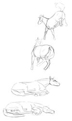 character_study equine equine_penis feral gdane horse horsecock male mammal sketch