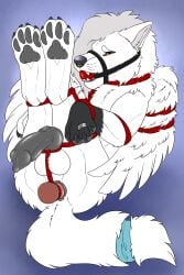 anal anal_sex animal_genitalia animal_penis ball_gag balls bondage bondage bound brown_eyes buttplug buttplug_in_ass buttplug_insertion canid canine canine_genitalia canine_penis erection facial_piercing fangs feathered_wings feathers feral fur gag gagged genitals grey_hair grey_pawpads grey_penis hair hi_res killthe_demon knot long_hair lying male mammal muzzle_gag narrowed_eyes nose_piercing nose_ring object_in_ass on_back pawpads penetration penis piercing plug_(sex_toy) plug_insertion restraints ring_piercing rope rope_bondage septum_piercing septum_ring sex_toy sex_toy_in_ass sex_toy_insertion solo teeth tongue tongue_out white_balls white_body white_fur white_wings wings