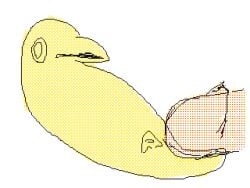 2026 2d_animation aliasing ambiguous_gender animated avian beak bestiality bird cloacal cloacal_penetration corvid digital_media_(artwork) dithering einin extreme_penetration extreme_size_difference feral feral_penetrated flipnote_studio_3d_(artwork) genitals human human_on_feral human_penetrating human_penetrating_feral humanoid_genitalia humanoid_penis interspecies male male/ambiguous mammal oscine passerine penetration penis sex size_difference smaller_penetrated tail x-ray_view