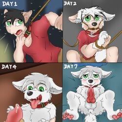 1:1 anthro anus balls canid canine clothed clothing collar comic edward10186 erection genitals green_eyes knot male male/male mammal mythological_canine mythological_creature mythology nude pawpads penis solo transformation werecanid werecanine werecreature werewolf