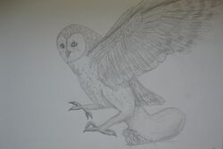 avian barn_owl bird feral interspecies owl penis sex stomach_bulge tiberius170 wings zoophilia