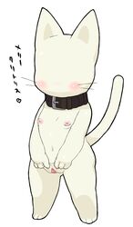 1girls animal_crossing artist_request blanca_(animal_crossing) breasts cat collar faceless female inverted_nipples nintendo nipples no_face pussy smooth_skin spread_pussy translation_request white_fur year_request