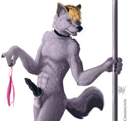 animal_genitalia blonde_hair canine canine_penis chasington collar cum erection fur grey_fur hair looking_at_viewer male male_only mammal nude panties penis pink_eyes plain_background solo underwear white_background