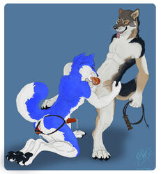 abstract_background animal_genitalia blue_fur buttplug canine canine_penis chasington cum dripping erect_penis fur furry furry_only gay male mammal oral oral_sex orange_eyes pawpads paws penis sex sex_toy skinny whip wolf