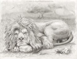 2008 arthropod balls beetle detailed_background feline feral greyscale insects lion looking_at_viewer lying male male_only mammal mane monochrome outside pencil_(artwork) quadruped rock rog_minotaur savanna solo traditional_media_(artwork) tree whiskers