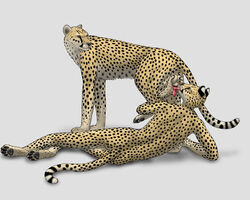 animal_genitalia anthro anthro_on_feral ball_fondling ball_grab balls cheepard cheetah erection feline feline_penis feral furry gay licking male mammal oral oral_sex penis sex tongue zoophilia