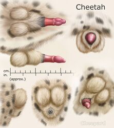 anatomically_correct anatomically_correct_penis animal_genitalia balls barbs cheepard cheetah erection feline feline_penis male male_only mammal penis penis_tip sheath solo