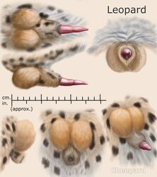 anatomically_correct anatomically_correct_penis animal_genitalia balls barbs cheepard feline feline_penis leopard male male_only mammal penis penis_tip sheath solo