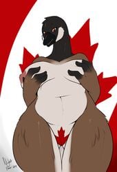 1girls 2014 anthro areola avian beak big_breasts bird breasts brown_eyes canadian_flag chubby female flag goose hips holding_breasts large_breasts looking_at_viewer maple_leaf navel nightfaux nipples nude plump pose pov pubes pubic_hair pussy solo thick_thighs thigh_gap thighs voluptuous wide_hips