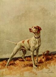 1910 20th_century ancient_art animal_genitalia balls bird_dog brown_body brown_fur brown_nose brown_spots canid canine canis collar domestic_dog english_pointer feet feral floppy_ears full-length_portrait fur genitals grass hunting_dog male male_only mammal markings maud_earl multicolored_body multicolored_fur outside plant portrait shaded shadow sheath signature snout solo spots spotted_body spotted_fur standing tail three-quarter_view toes traditional_media_(artwork) two_tone_body two_tone_fur white_body white_fur wide_stance