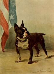 american_flag animal_genitalia balls black_nose boston_terrier brown_body brown_collar brown_fur canid canine canis collar domestic_dog feral full-length_portrait fur genitals hunting_dog male mammal maud_earl molosser mouth_closed multicolored_body multicolored_fur portrait shadow sheath signature small_molosser snout solo standing tail terrier three-quarter_view toy_dog traditional_media_(artwork) two_tone_body two_tone_fur united_states_of_america white_body white_fur