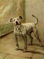 1910 20th_century ancient_art animal_genitalia animal_penis bull_terrier canid canine canine_genitalia canine_penis canis domestic_dog erection feet feral full-length_portrait fur genitals hunting_dog inside male male_only mammal maud_earl mouth_closed penis portrait raised_tail shaded shadow sheath signature snout soft_shading solo standing tail terrier toes traditional_media_(artwork) white_body white_fur