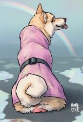 anatomically_correct anatomically_correct_genitalia anatomically_correct_pussy animal_genitalia animal_pussy anus canid canine canine_genitalia canine_pussy canis clothed clothed_feral clothing coat curled_tail domestic_dog female feral fur genitals hakudoge hi_res looking_at_viewer looking_back looking_back_at_viewer mammal panama_(hakudoge) pussy rainbow raincoat shiba_inu sitting smile solo spitz tail tan_body tan_fur tongue tongue_out topwear