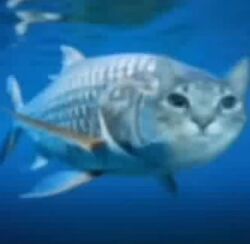 cmerekitty feline fish kitty meow meowmeowmeowmeowmeow no_sex shitpost water