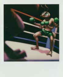 ant anthony_(zuzu) anthro arthropod black_eyes bodily_fluids boxing boxing_gloves chirasul clothing duo erection fighting_ring handwear hymenopteran insects male sport sweat twunk