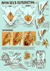 2_toes alien anatomical_diagram anatomy animal_genitalia avian avian_(rtts) big_ears blue_background bone_frill cloaca cross_section cutaway egg english_text feathered_wings feathers feet female feral frill_(anatomy) from_front_position genitals group heart_symbol hi_res internal internal_testicles jayrockin lying male male/female missionary_position monochrome multi_eye multiple_images neck_tuft on_back open_mouth ovaries oviposition ovipositor penetration pouch_(anatomy) pouch_penetration restricted_palette runaway_to_the_stars sex simple_background spread_legs spread_wings spreading standing standing_sex tail tail_feathers text toes tuft wings yellow_cloaca yellow_ovipositor