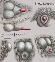 anatomically_correct anatomically_correct_penis animal_genitalia balls barbs cheepard erection feline feline_penis flaccid leopard male_only mammal penis penis_tip sheath snow_leopard