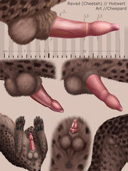 anatomically_correct anatomically_correct_penis animal_genitalia anus balls barbs cheepard cheetah erection feline feline_penis feral hotwert male_only mammal penis penis_tip sheath